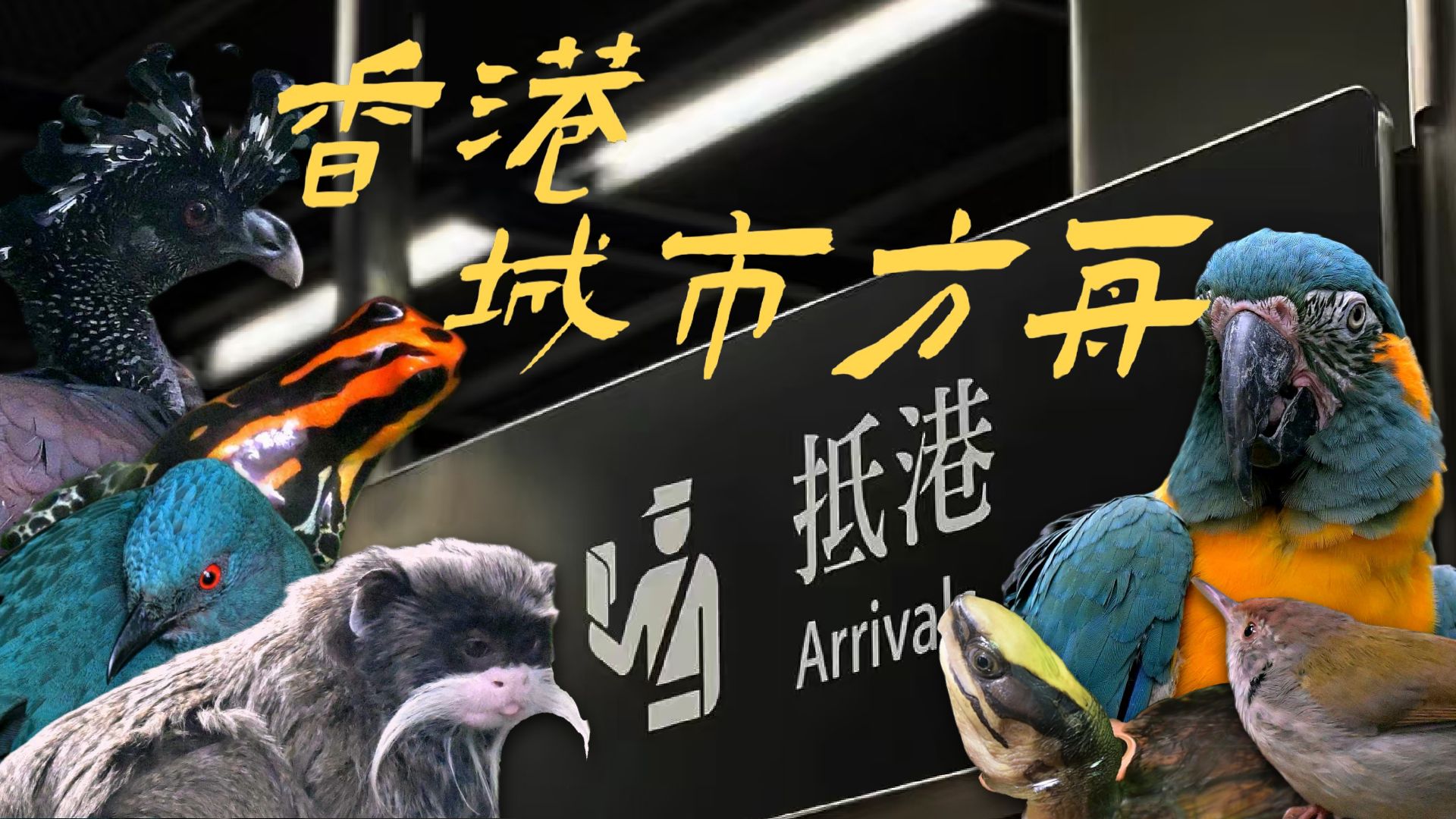 唔该~【香港城市方舟】系列预告上线!-洪熙胖胖-洪熙胖胖-哔哩哔哩视频