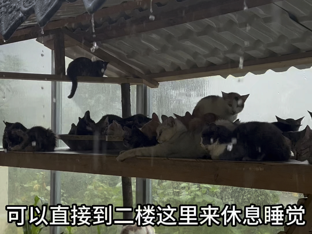 [图]给猫猫们加个竹藤猫窝