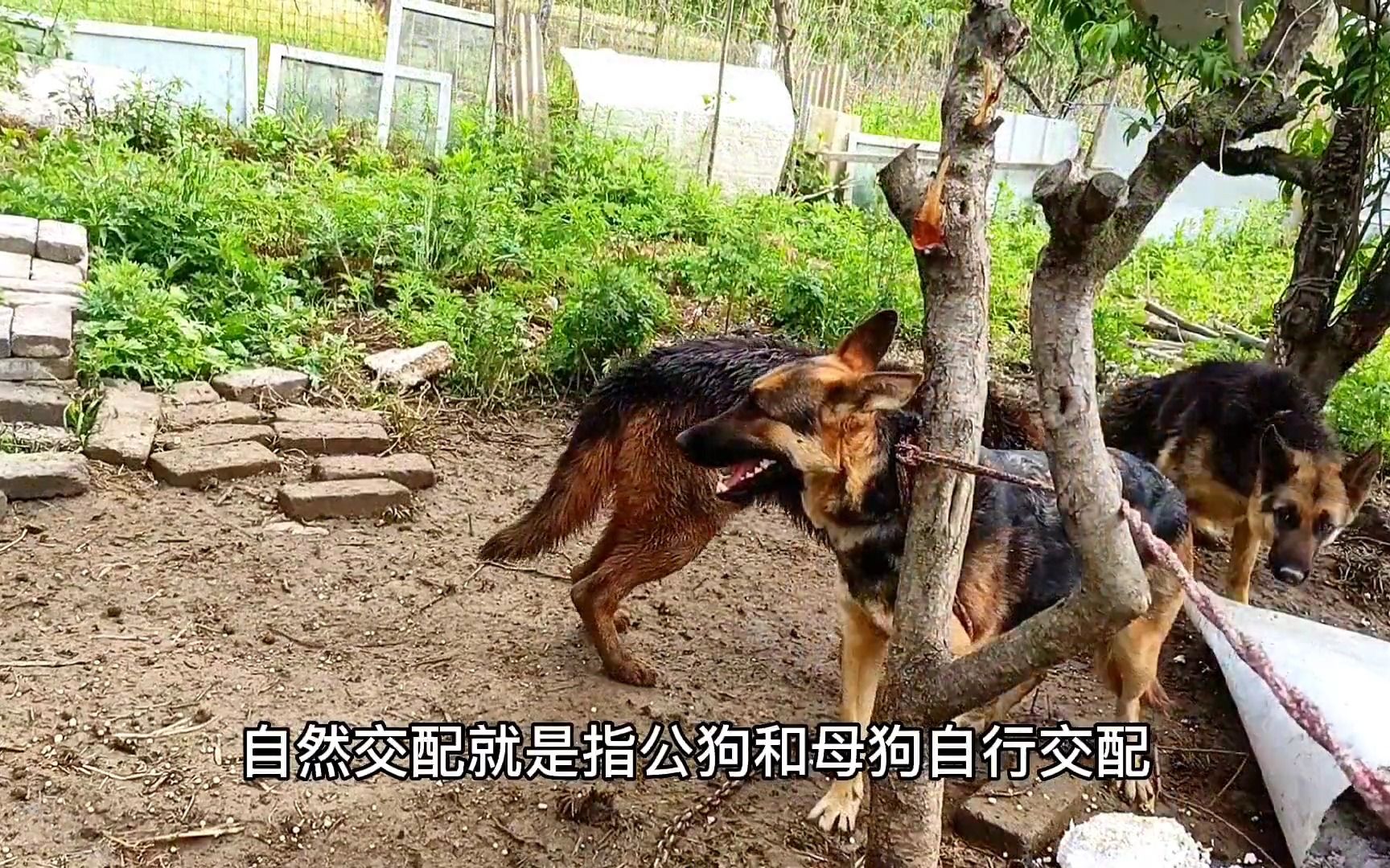 红狮牧羊犬和德牧杂交图片