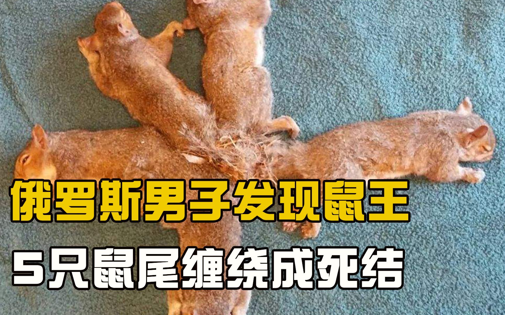 [图]俄罗斯男子发现“鼠王”，5只鼠尾缠绕成死结，难道是不祥之兆？