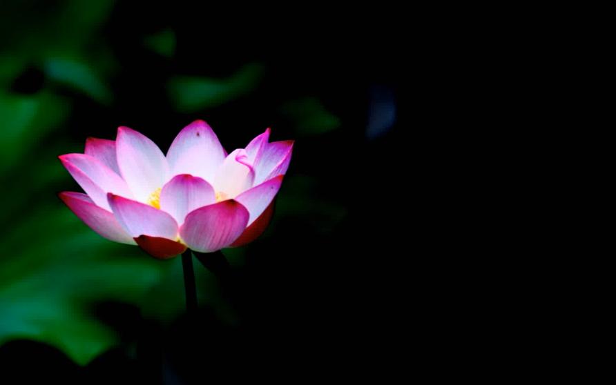 清新夏日:踏入荷花世界,体验美丽和宁静