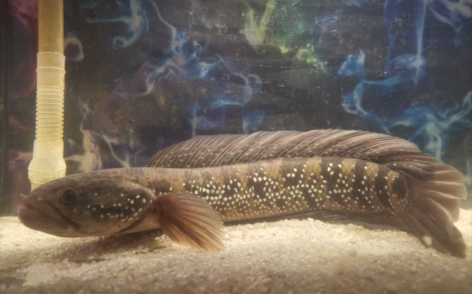 本地雷龙-菜市场10元-山斑鱼-月鳢-一周训食成狗