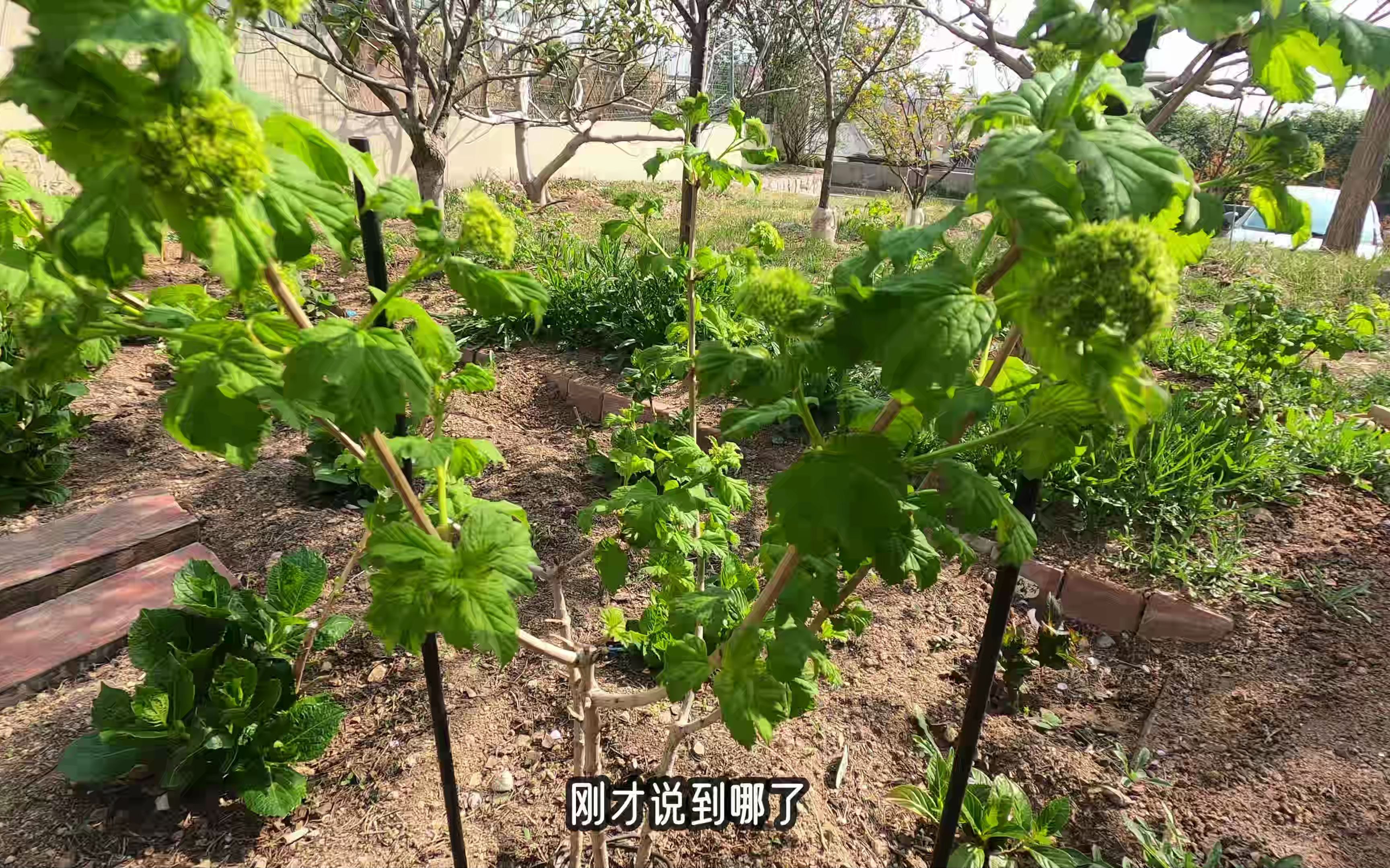 木绣球(中华木、欧洲木)不开花,或开花少,检查这三方面原因!哔哩哔哩bilibili