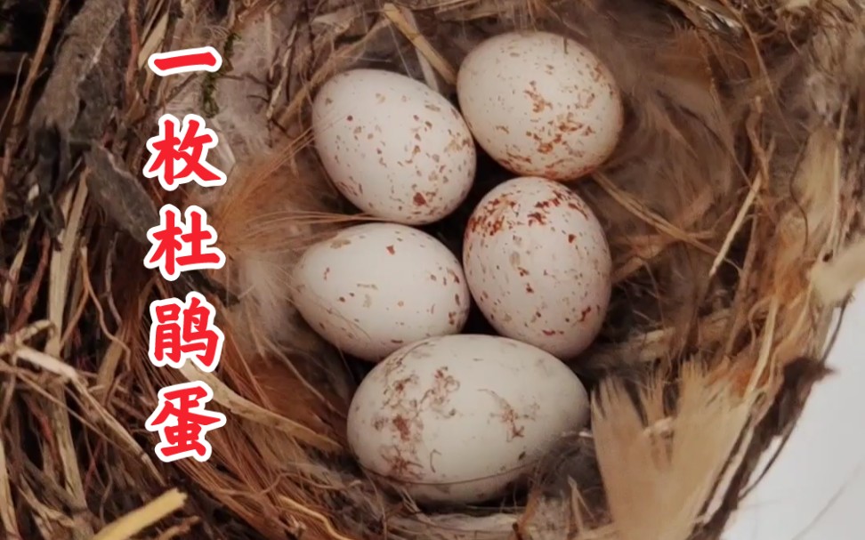 【杜鹃蛋】鸟窝被大杜鹃发现了,杜鹃在里边下了一个蛋.