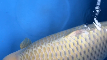 《锦鲤》精品诚太郎奶茶,母鱼,81公分够粗够大,质地干净无杂色这个网