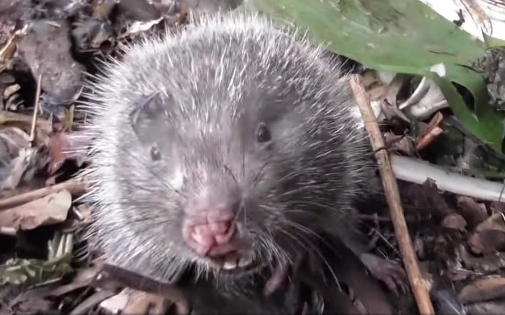 农村猎人系列-k 竹鼠