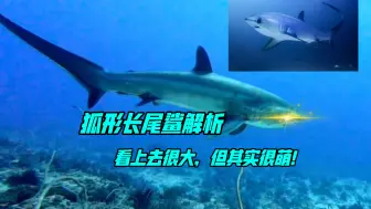 Télécharger la video: 万字解析普通长尾鲨（挑战全网最硬核最全的海洋生物解析视频）part1：长尾鲨习性解析