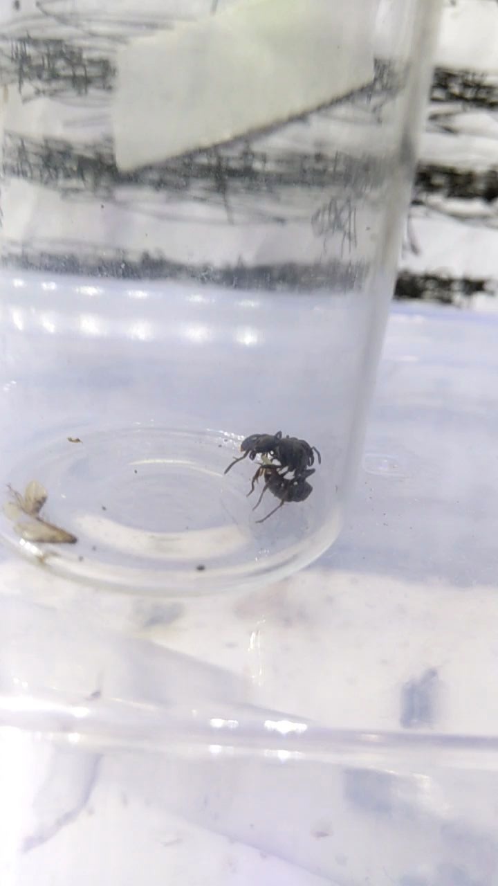 扁头猛蚁蚁后产卵