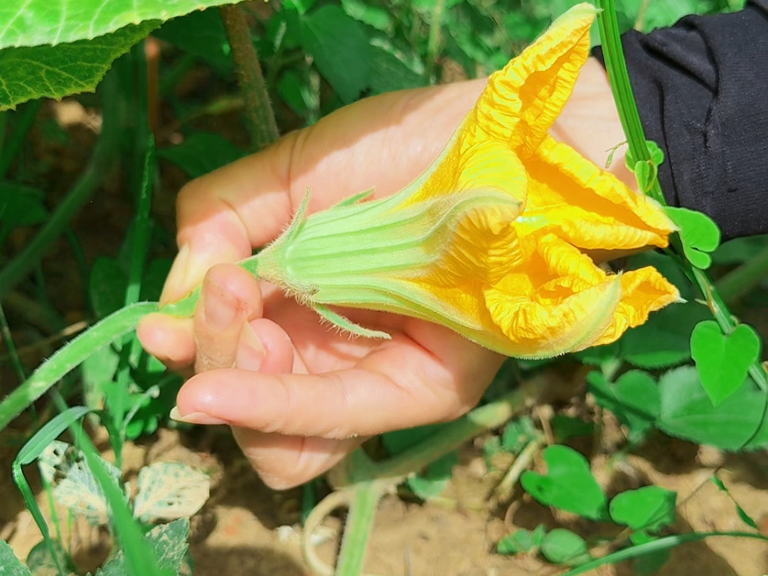 夏天不要错过的一种花,它就是南瓜花,农村人常把它采摘回家哔哩哔哩bilibili