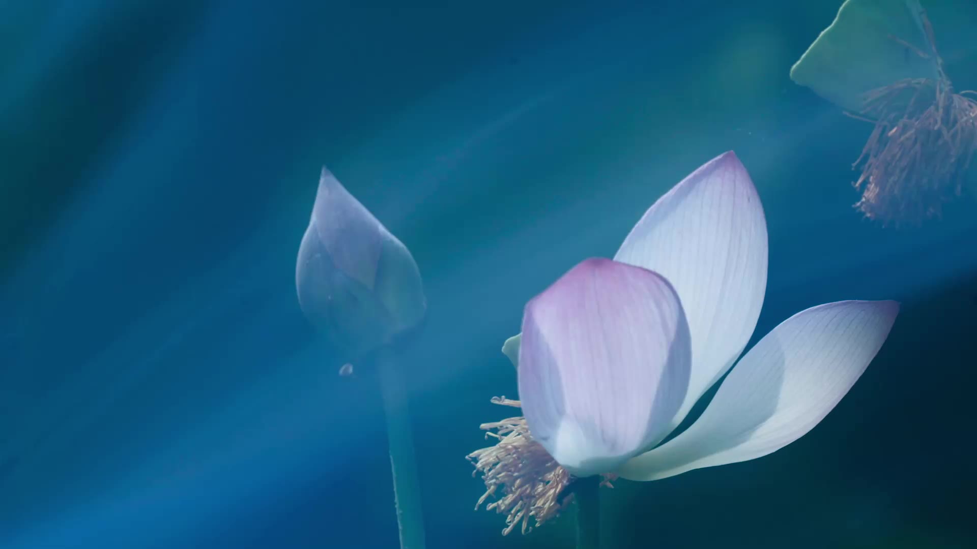 张望禅意摄影学院每日一图,如何拍出禅意的照片(十五)_哔哩哔哩 (゜