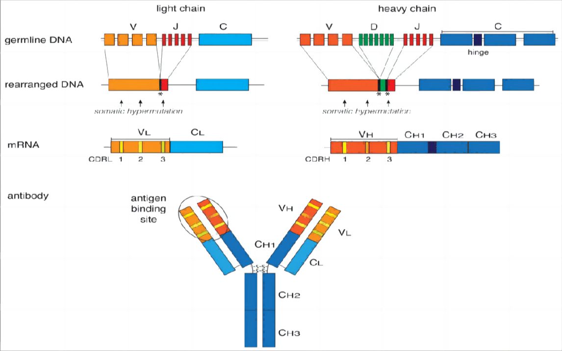 詹韦免疫生物学第九讲:适应性免疫应答(四)——抗原识别受体基因重排机制哔哩哔哩bilibili