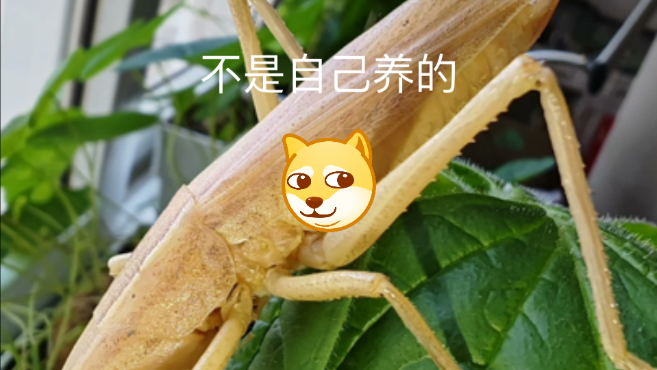 巨拟矛螽(非自己养)