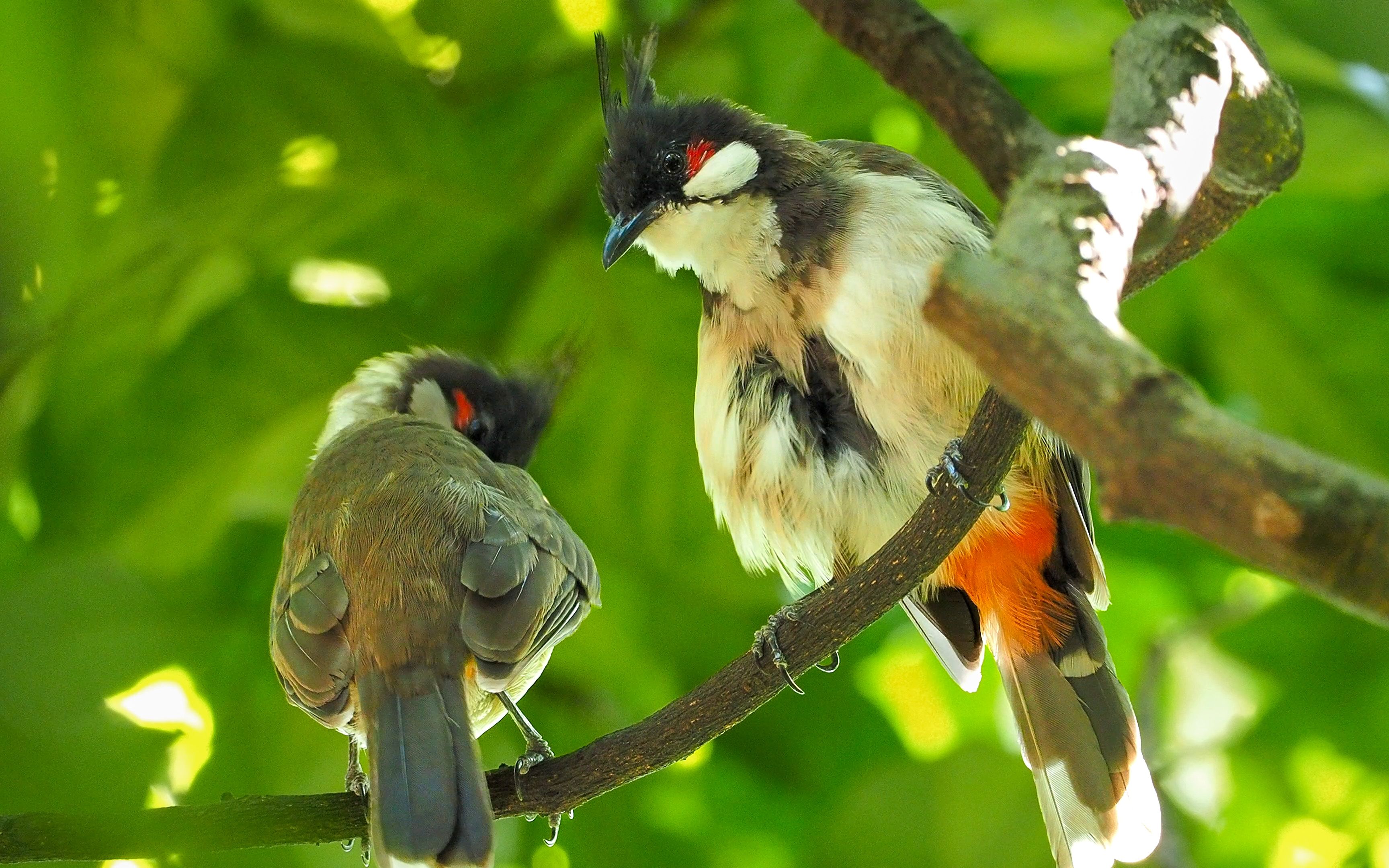 一对正在梳理羽毛的红耳鹎