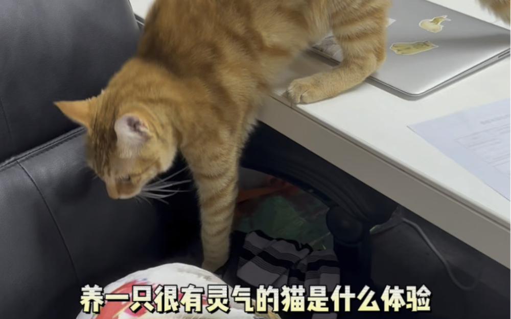 所以招财猫是不是真的招财?最后一点证明是的吧哔哩哔哩bilibili