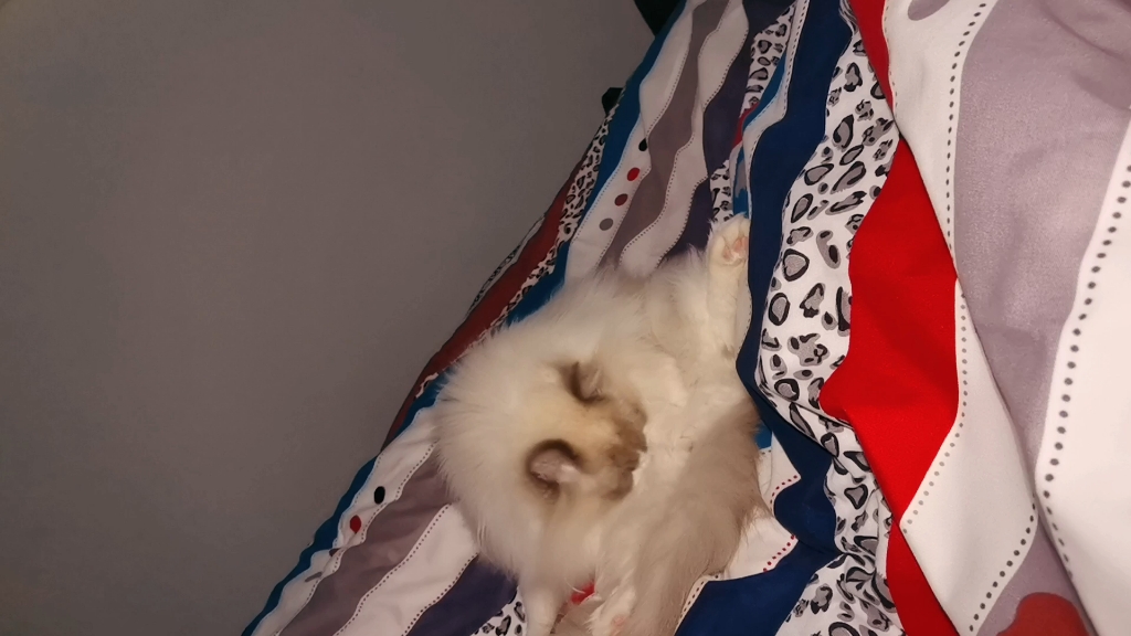 星穹铁猫～ 点赞送星穹啦