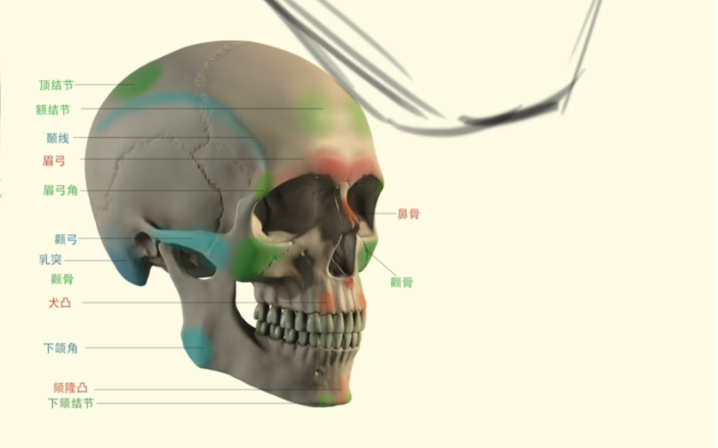 头骨画法详解,快速掌握头部结构的绘制技巧!哔哩哔哩bilibili