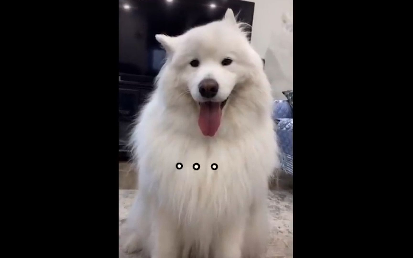 【沙雕系列】每日更新,狗子有的时候就很可爱!