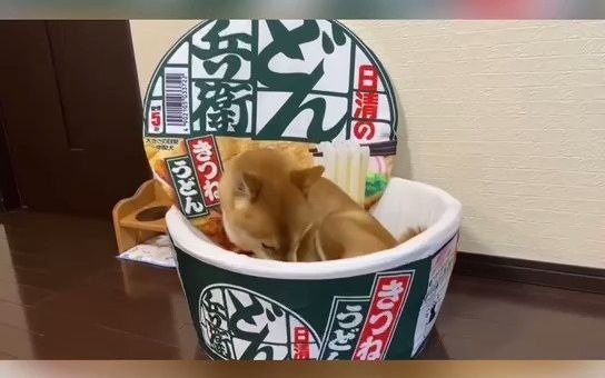 太可爱了吧!日本一食品集团为柴犬做了“泡面狗窝”,这一锅柴柴谁看了不想要?哔哩哔哩bilibili