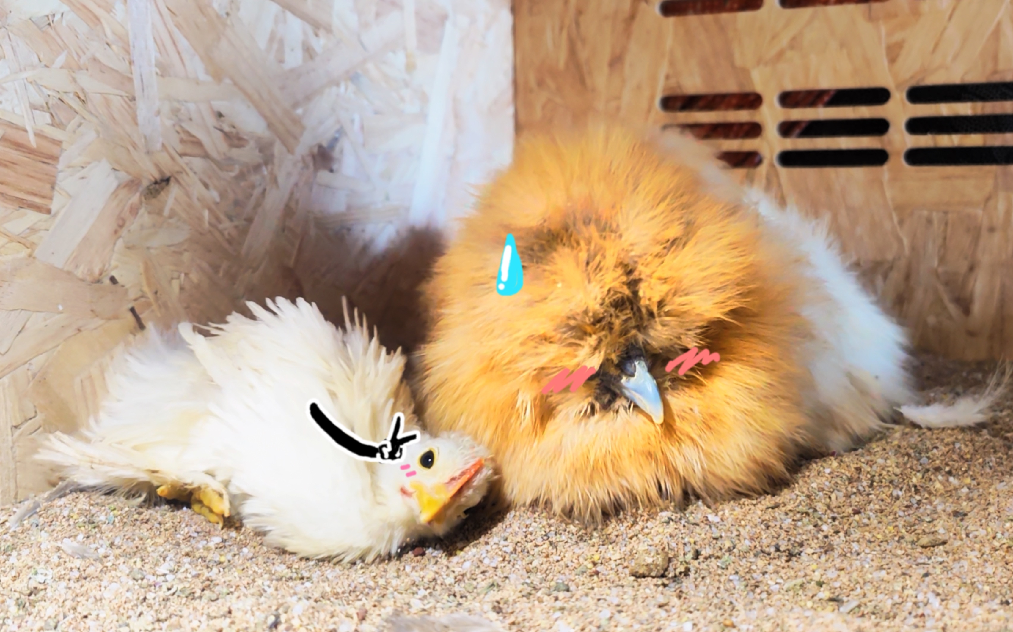 【宠物鸡】自信鸡妈妈开始教小鸡洗沙浴,但过程貌似不太顺利