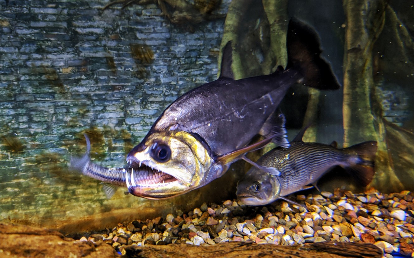 【巨暴鱼】28厘米亚成体,大暴牙一口一个小金鱼捕食瞬间抓拍