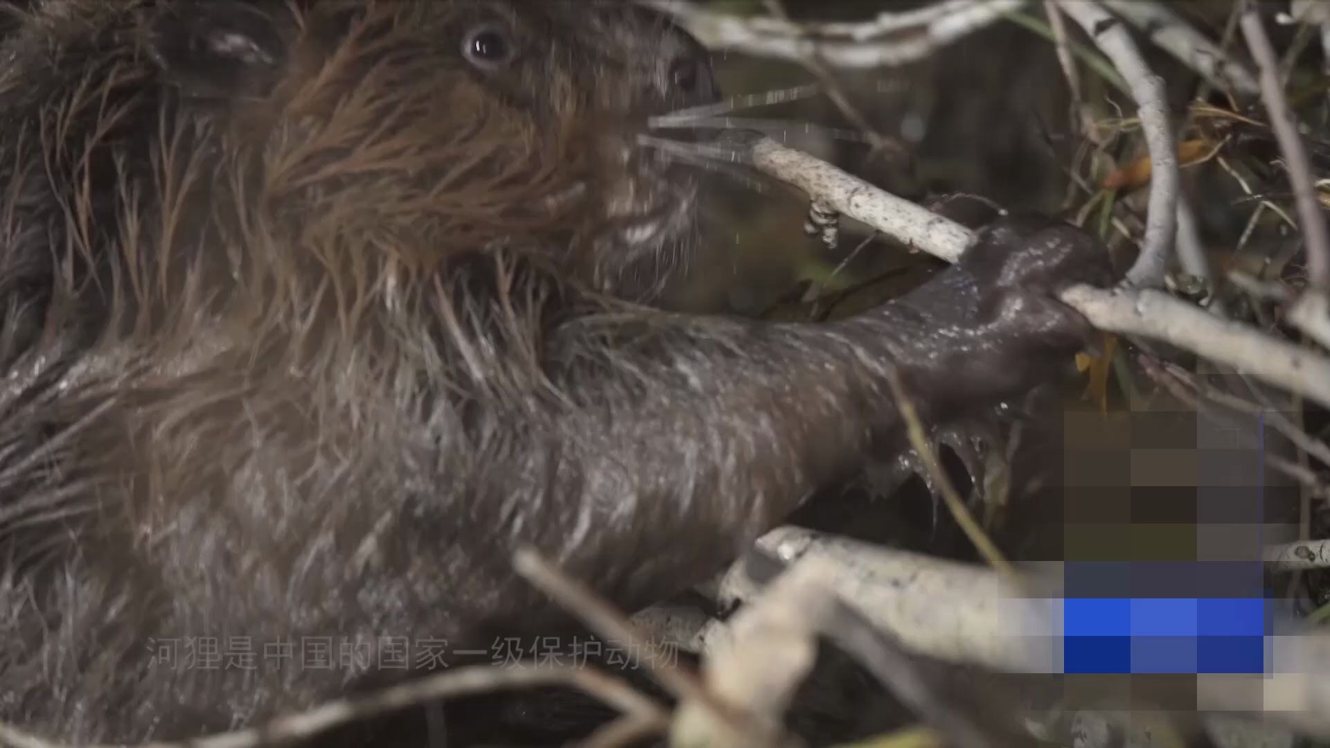 动物界的工程师, 筑坝小能手:蒙新河狸(我们不是水老鼠!