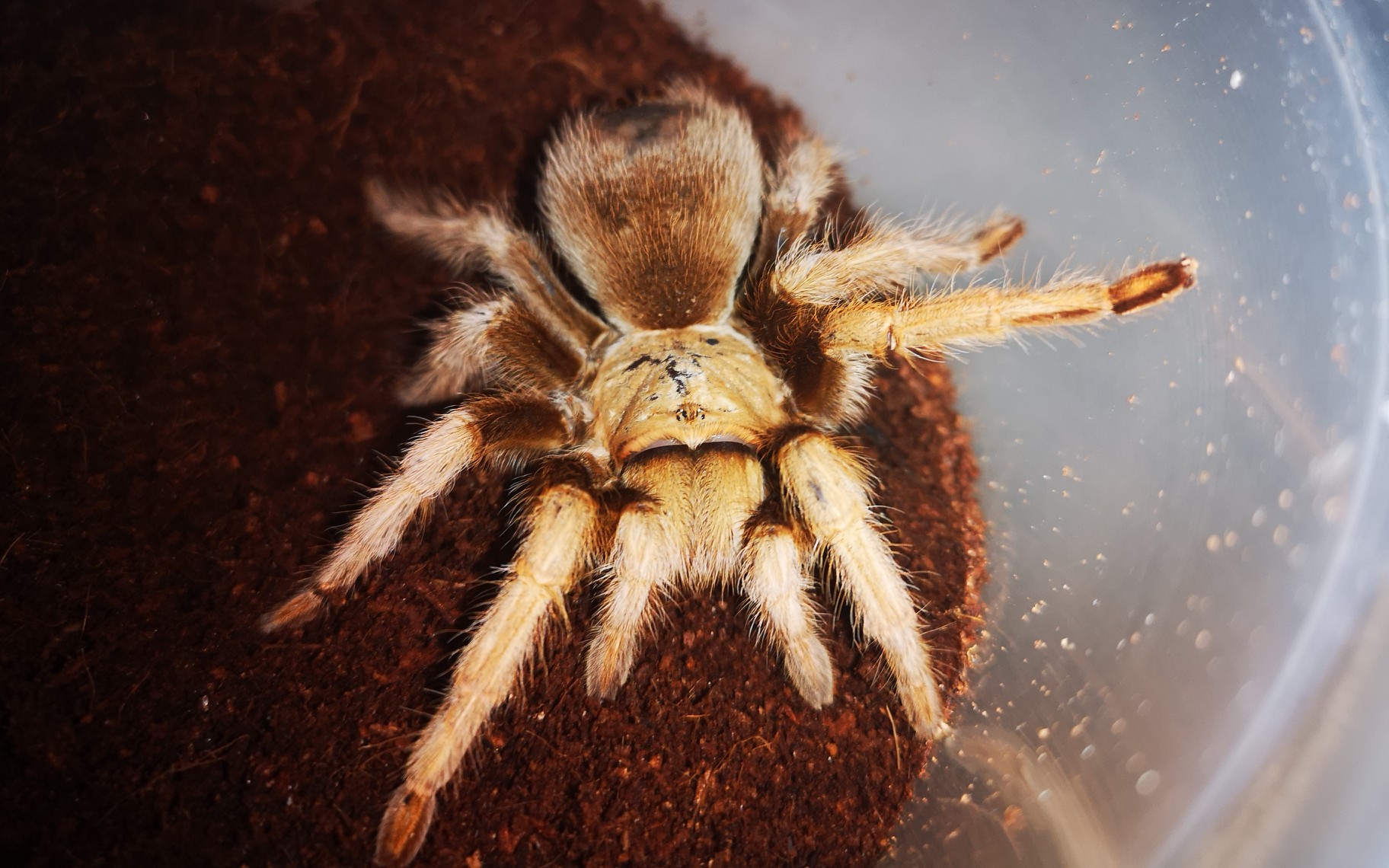 柠檬〕aph墨西哥金背小介绍,up主竟囚禁一只不比他小多少岁的蜘蛛