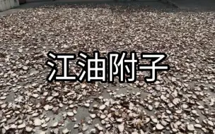 Video herunterladen: 新鲜附子切片之后直接晒，吸收天地精华，药效更好