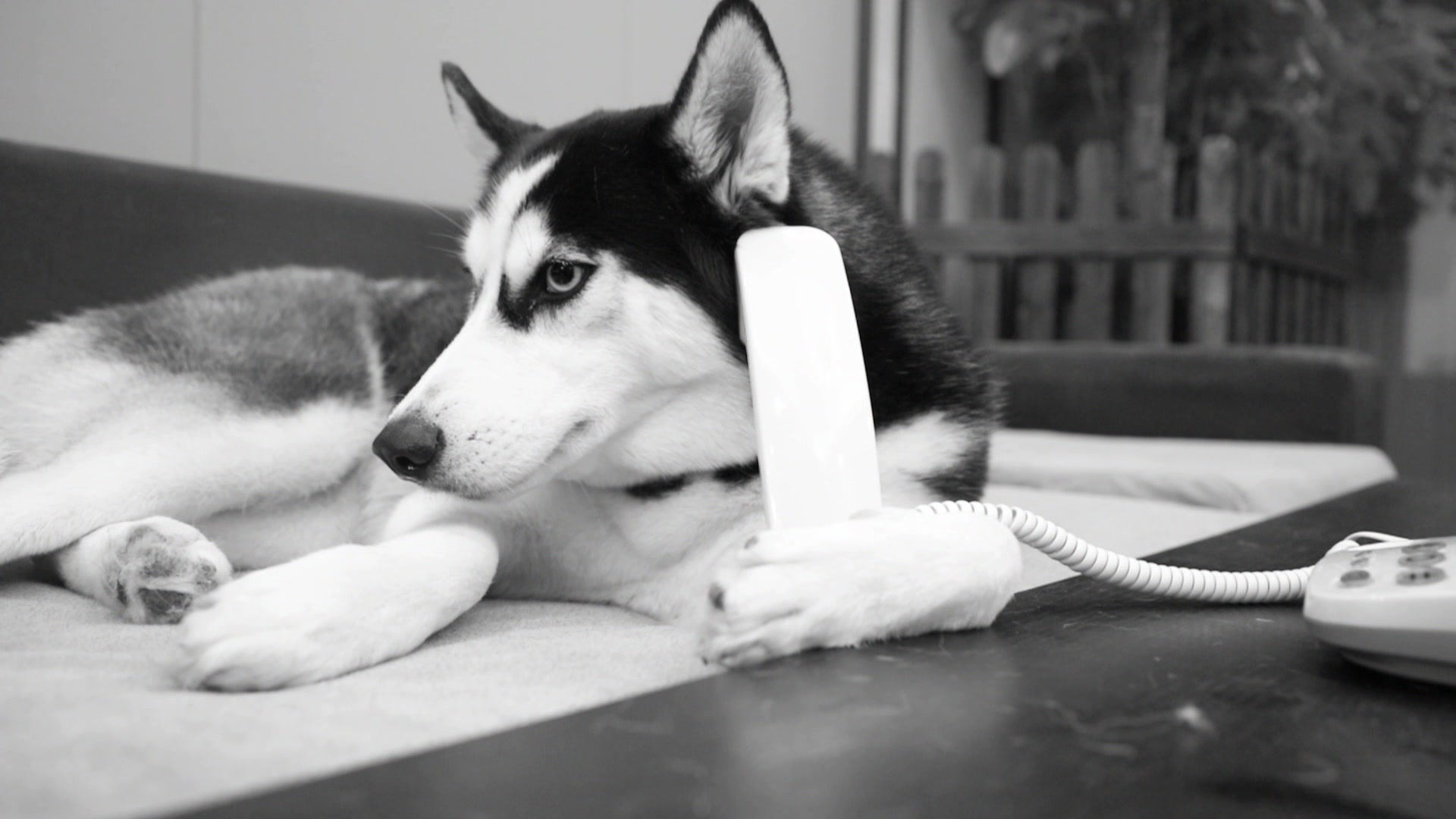 千万不能让二哈学会打电话