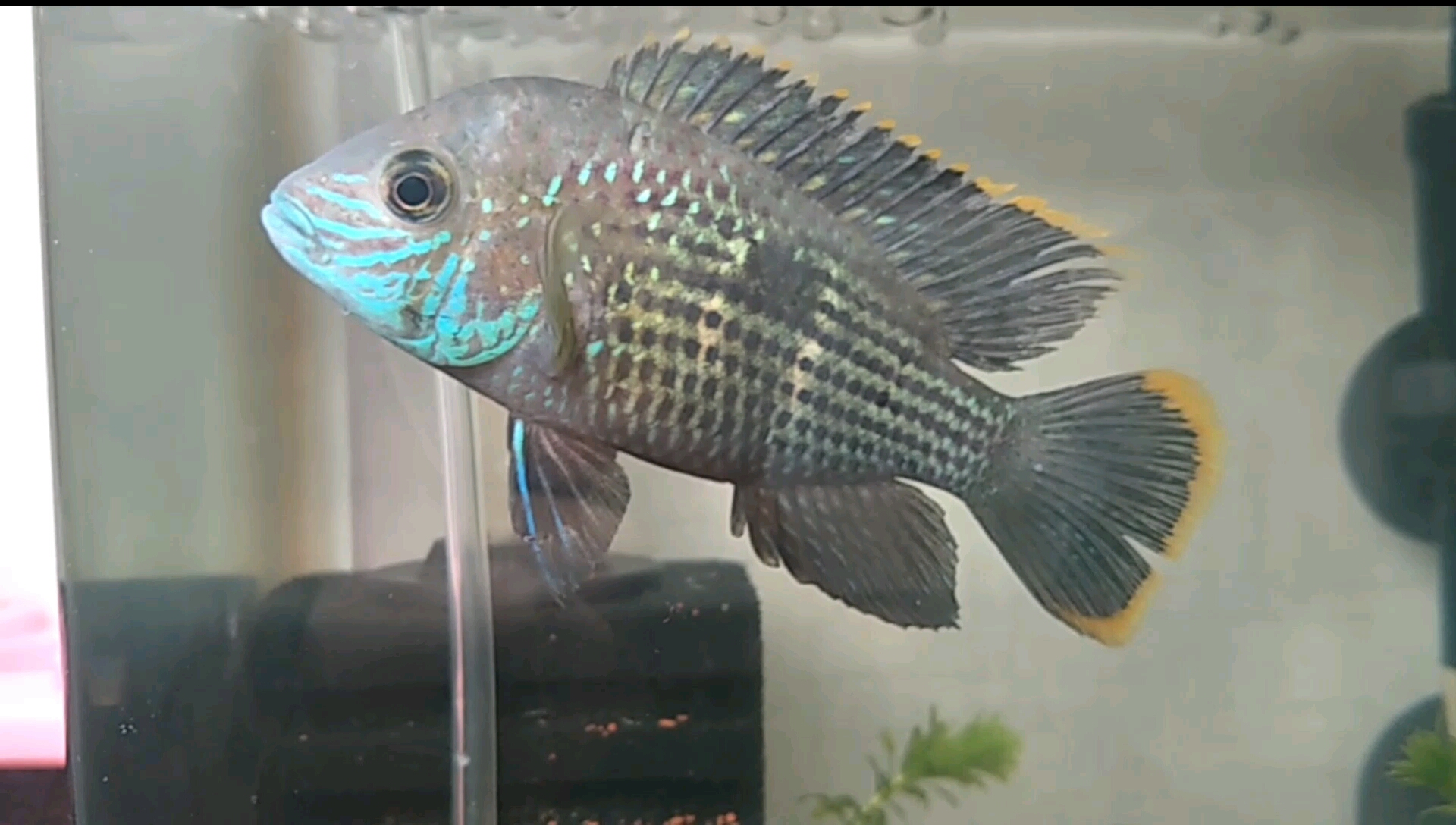 红尾皇冠安迪丽鱼aeguidens rivulatus