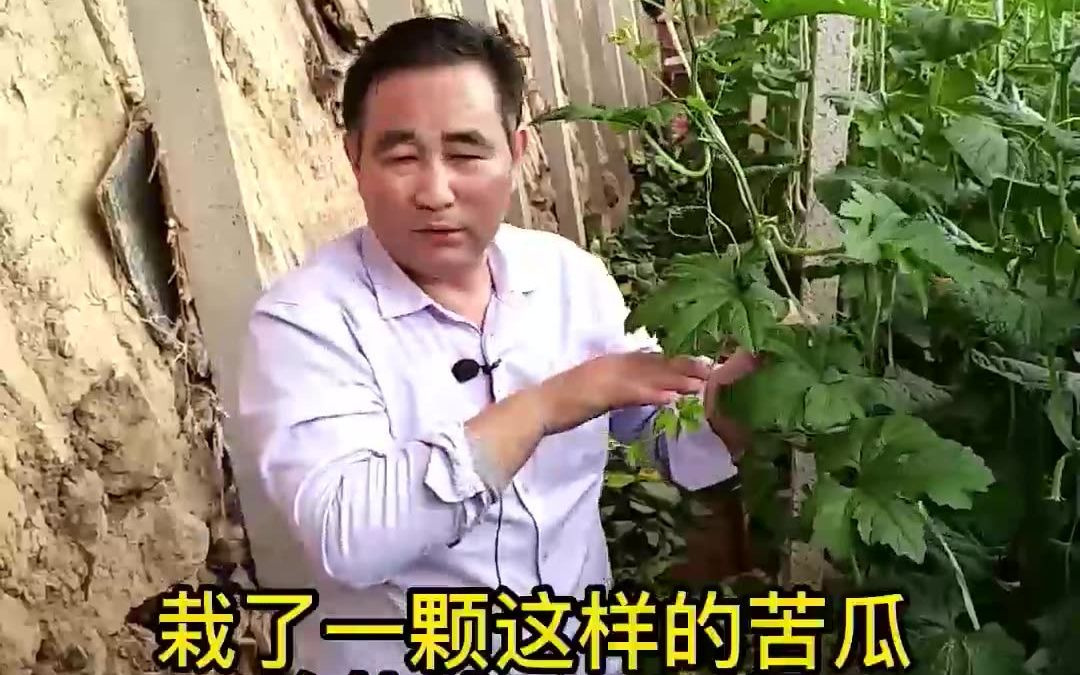 潭州教育关于黄瓜套种苦瓜的种植技术哔哩哔哩bilibili