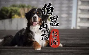 Download Video: “巨型黏人精”伯恩山犬了解一下 | 这么大个狗偏是个撒娇怪