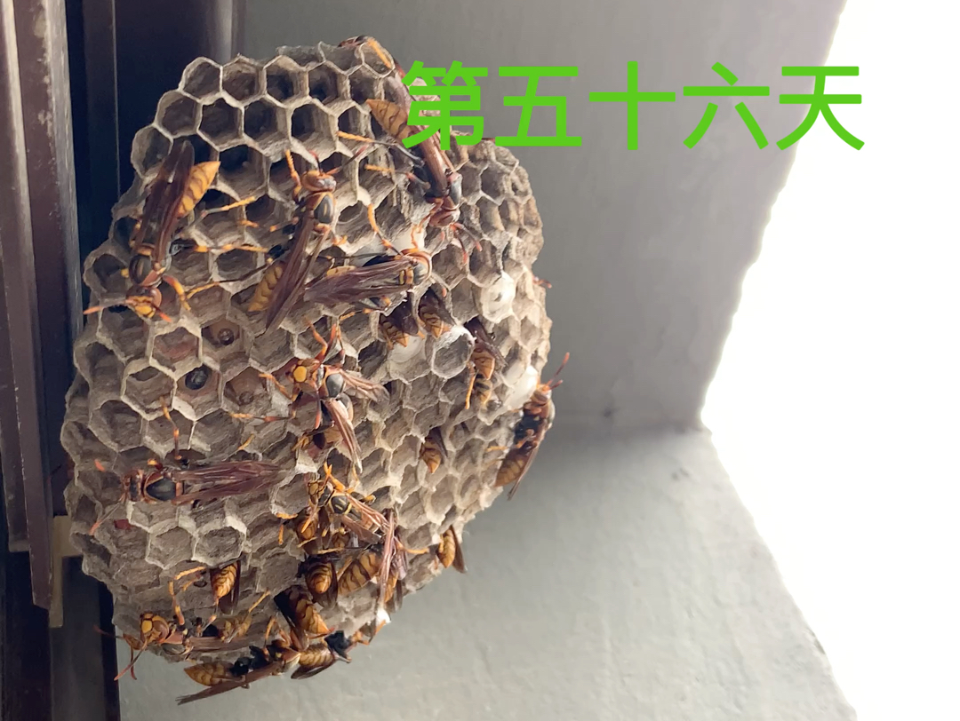 蜂筑巢,第五十六天