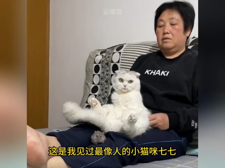 猫七七个人资料哪里人图片