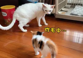 Download Video: 美好的一天从护理小奶猫开始