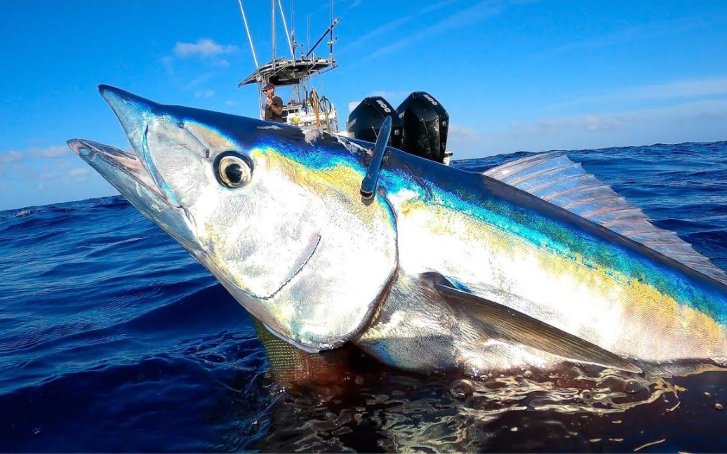 牛人用小魚釣大魚,最終海里捉到50斤的海狼魚,實在太厲害了