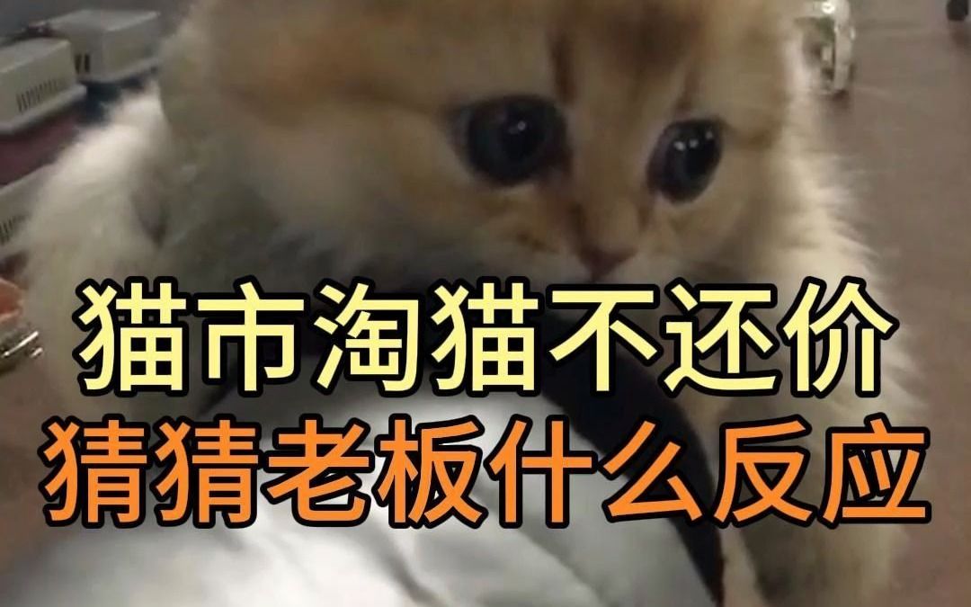 猫市淘猫不还价哔哩哔哩bilibili