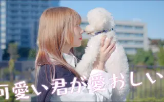 可愛い君が愛おしい 搜索结果 哔哩哔哩 Bilibili