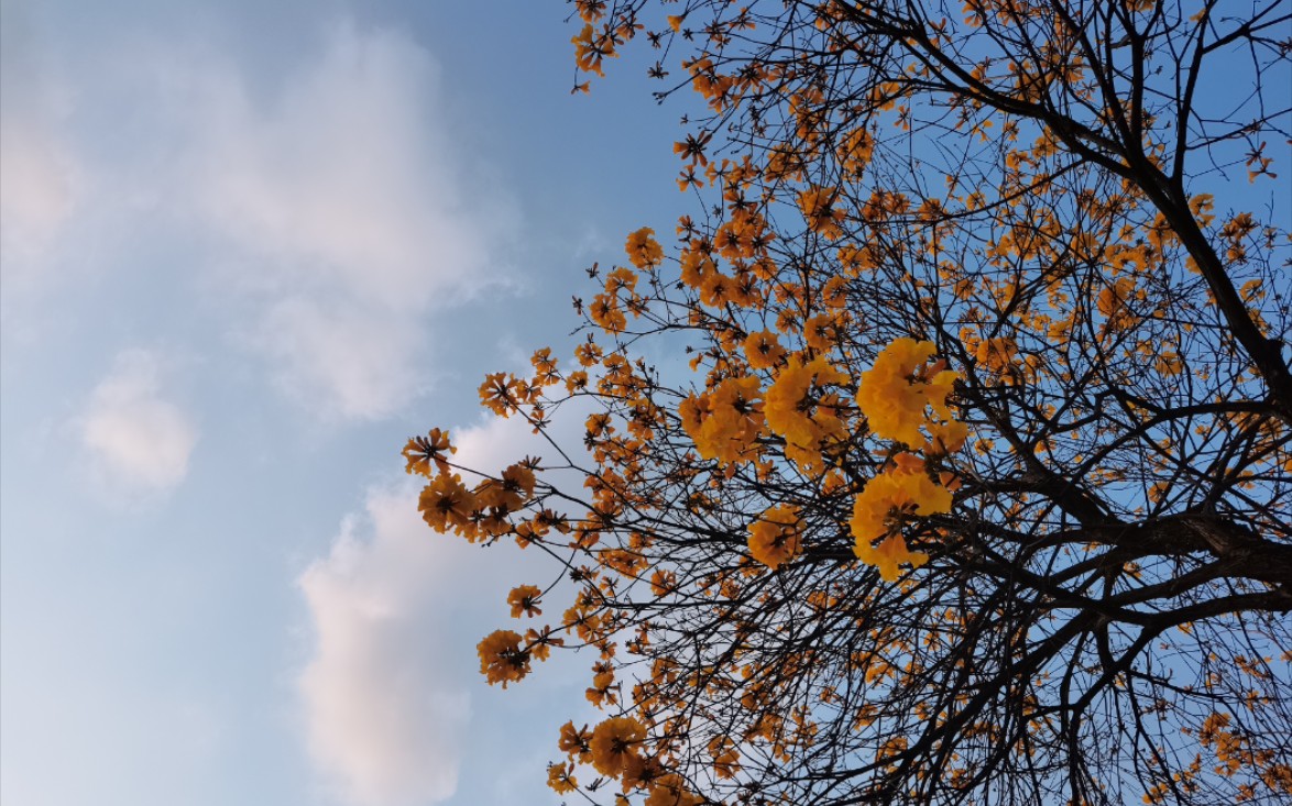 [图]信心花舍 特殊为你开铺#华农花海