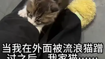 晚上喂了小区一只白色流浪猫被蹭腿，回家之后家猫的反应,不是！你听我解释......