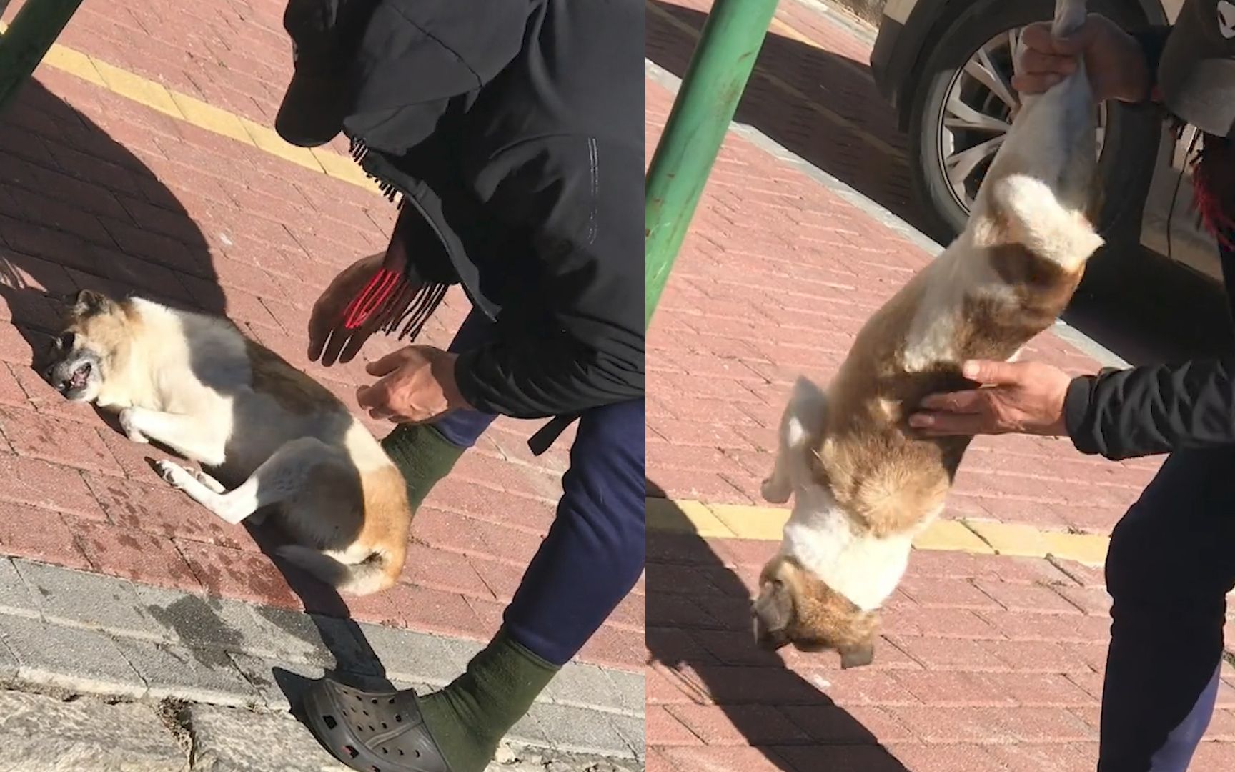 狗子吃鸡肝被卡,主人换不同姿势催吐救回!网友:吐出来接着吃