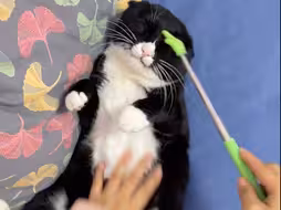 当我比奶牛猫还神经时