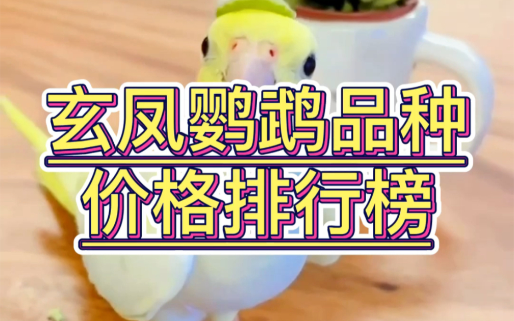玄凤鹦鹉品种价格排行榜