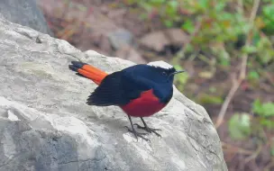 Tải video: 野外实拍白顶溪鸲，整理漂亮的羽毛