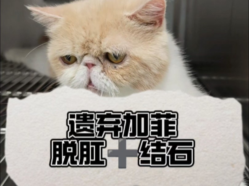 #宠物医院的日常#脱肛猫咪 #科学养宠攻略猫咪结石十脱肛被人遗弃又被人领养,返场维修成功1哔哩哔哩bilibili