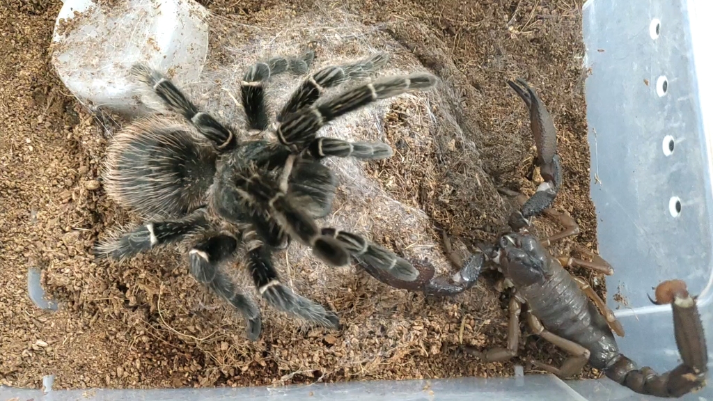 红爪雨林蝎速秒(?)巴伊亚猩红-s-assertor-s-assertor-哔哩哔哩视频