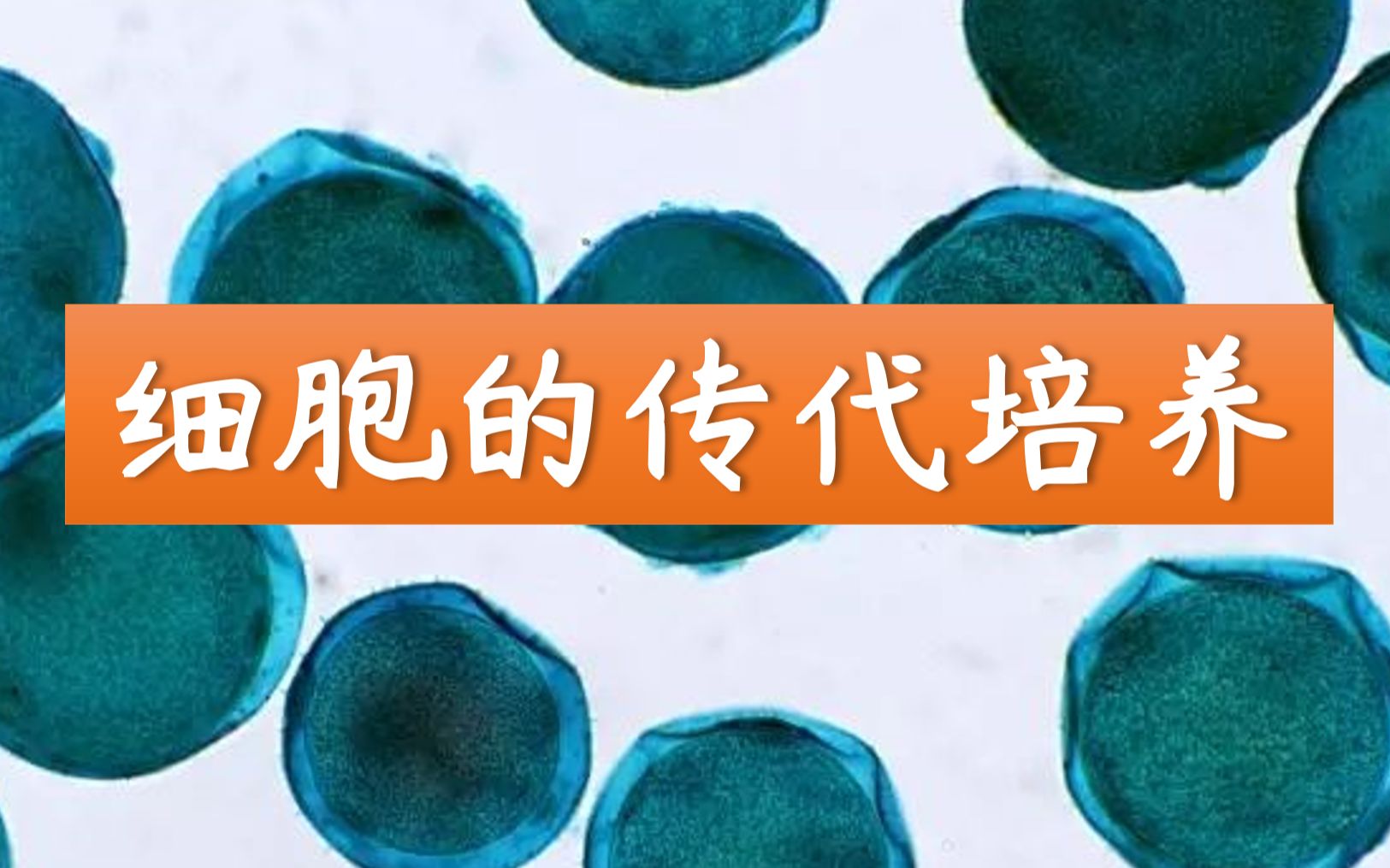 【自用收藏】细胞的传代培养(新手必备)