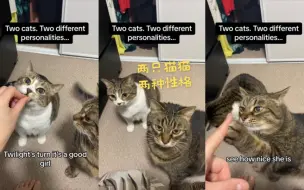 Download Video: 两只猫猫，两种性格