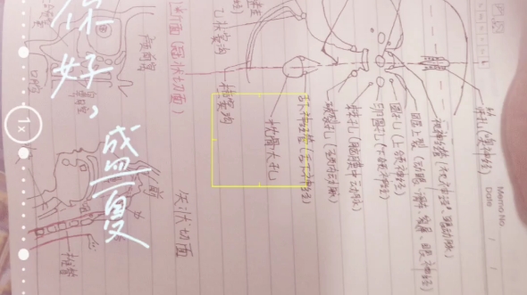 [图]解剖学笔记