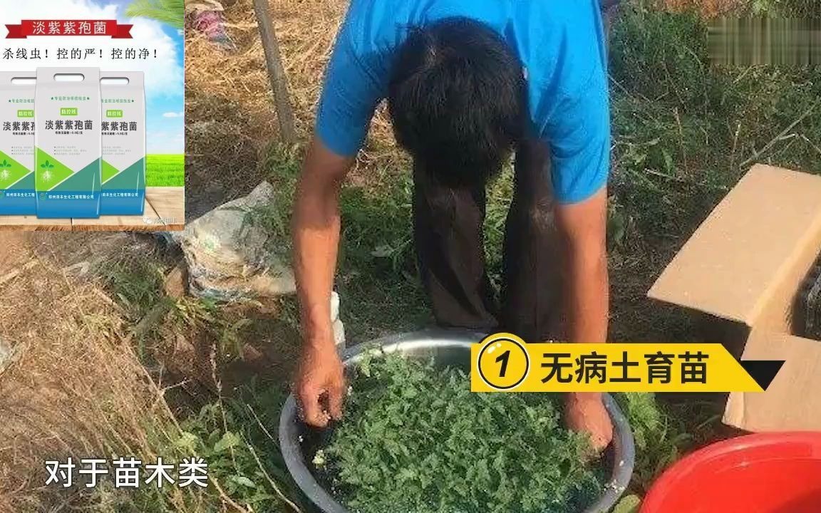 根结线虫用什么治简单彻底,春季根结线虫高发如何有效防治?淡紫紫孢菌+阿维菌素防线虫高效+持效哔哩哔哩bilibili