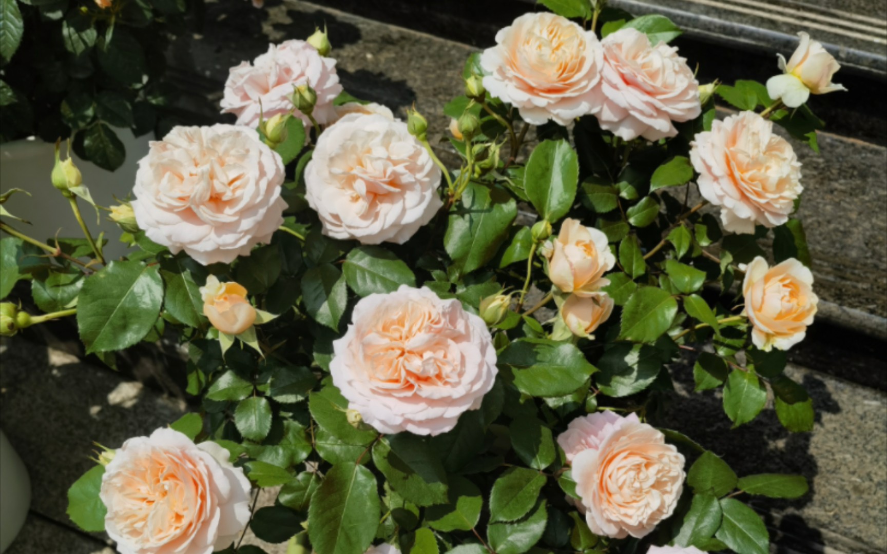 我养的月季品种21.音乐厅.